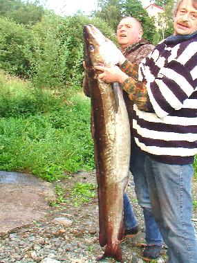 Ferienhaus in Inderoy (Nord-Trondelag) oder Ferienwohnung oder Ferienhaus