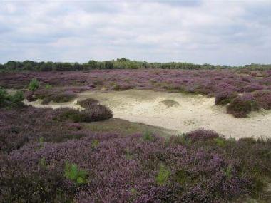 Ferienhaus in Schipborg (Drenthe) oder Ferienwohnung oder Ferienhaus