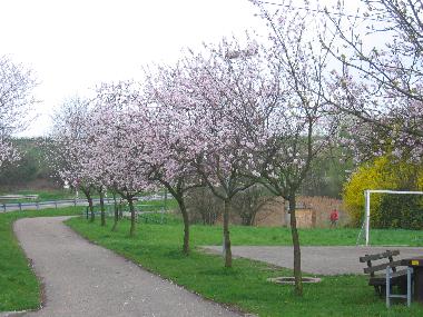 Ferienwohnung in Gossersweiler-Stein bei Landau  (Pfalz) oder Ferienwohnung oder Ferienhaus