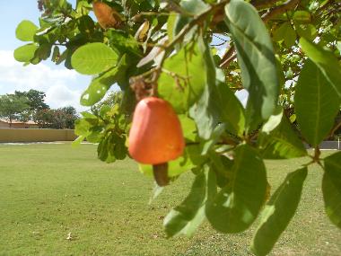 Fruits Garden - Sports (Volleyball, Football, Quad...)
