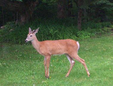 Ferienhaus in Lauragh (Kerry) oder Ferienwohnung oder Ferienhaus