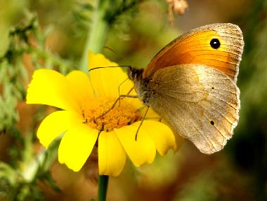 Schmetterling im Bauerhof