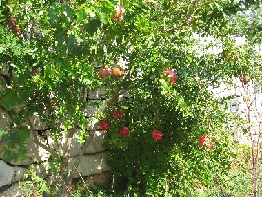 Ferienwohnung in Zavala (Splitsko-Dalmatinska) oder Ferienwohnung oder Ferienhaus