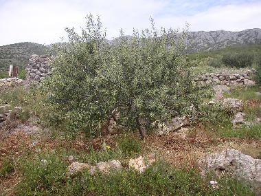 Ferienwohnung in Zavala (Splitsko-Dalmatinska) oder Ferienwohnung oder Ferienhaus