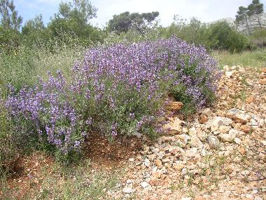 Ferienwohnung in Zavala (Splitsko-Dalmatinska) oder Ferienwohnung oder Ferienhaus