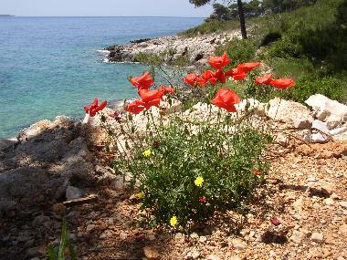 Ferienwohnung in Zavala (Splitsko-Dalmatinska) oder Ferienwohnung oder Ferienhaus