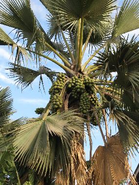 Ferienhaus in Muslandsv�g (Rogaland) oder Ferienwohnung oder Ferienhaus