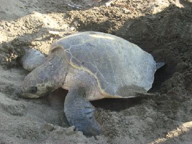 Ferienwohnung in 100.00 (Puntarenas) oder Ferienwohnung oder Ferienhaus