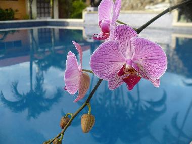 Ferienwohnung in 100.00 (Puntarenas) oder Ferienwohnung oder Ferienhaus