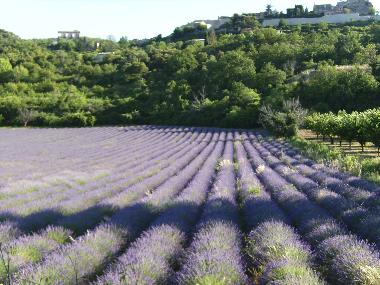 Ferienhaus in Gargas (Vaucluse) oder Ferienwohnung oder Ferienhaus