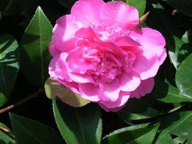 Kamelien berall im Frhjahr