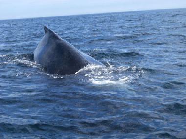 Das gr��te Erlebnis und Abenteuer ist eine Walbeobachtungsfahrt ab Tiverton, 20 Minuten von Lake Mid