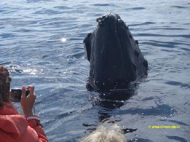 Das gr��te Erlebnis und Abenteuer ist eine Walbeobachtungsfahrt! Ein gro�er Humback Wal DIREKT am Zo