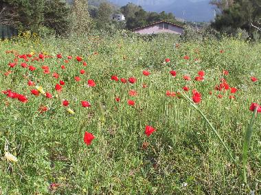 Ferienhaus in Cefalu (Palermo) oder Ferienwohnung oder Ferienhaus