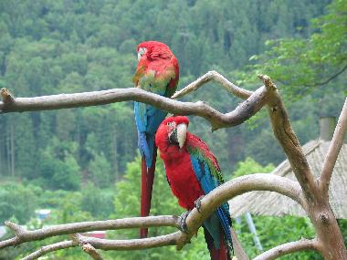 20 km entfernter Vogelpark in Herborn