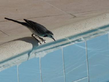 Ferienwohnung in Hurghada (Al Bahr al Ahmar) oder Ferienwohnung oder Ferienhaus
