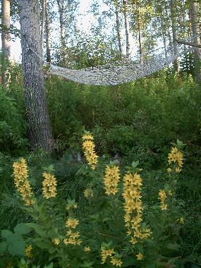 Ferienhaus am see schweden zu vermieten 4-8 pers.045529947199 