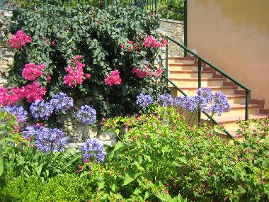 Blumenreicher Garten neben der Terrasse