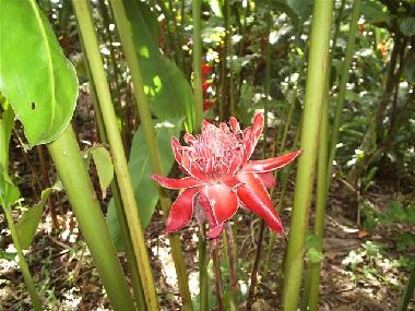 Ferienhaus in Rio de Janeiro (Rio de Janeiro) oder Ferienwohnung oder Ferienhaus
