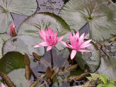 Hotel in Heviz (Veszprem) oder Ferienwohnung oder Ferienhaus
