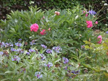 Blumen im Garten