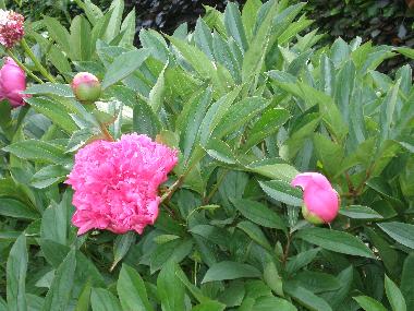 Blumenpracht im Garten