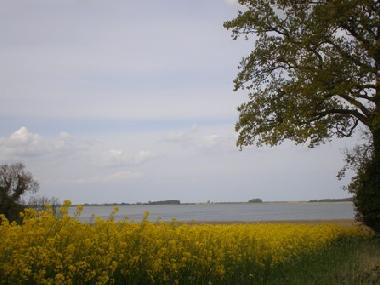 Grosser Binnensee mit Raps