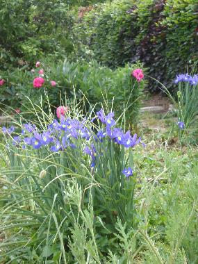 Blumenpracht