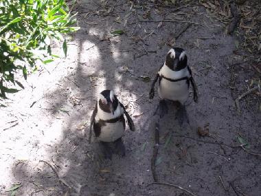 Ferienwohnung in Green Point (Western Cape) oder Ferienwohnung oder Ferienhaus