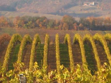 Weinberge im Herbst