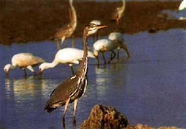 Ferienhaus in Noto (Siracusa) oder Ferienwohnung oder Ferienhaus