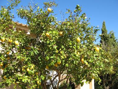 Zitronen - schade, dass Sie den Duft jetzt nicht riechen knnen!