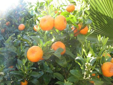 Mandarinen, essen Sie soviel Sie wollen (sofern noch vorhanden)