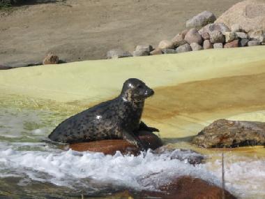 Seehundaufzuchtstation in Friedrichskoog