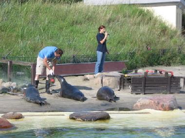 F�tterung in der Seehunde