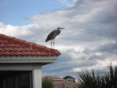 Ferienwohnung in Fort Myers (Florida) oder Ferienwohnung oder Ferienhaus