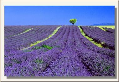 Ferienhaus in GRIGNAN Chamaret (Drme) oder Ferienwohnung oder Ferienhaus