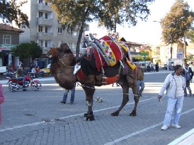 Pension in Tuzla (Mugla) oder Ferienwohnung oder Ferienhaus