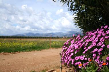 Ferienhaus in Sa Pobla (Mallorca) oder Ferienwohnung oder Ferienhaus
