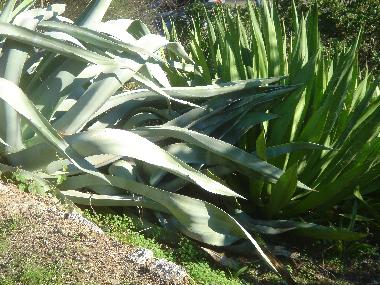 Ferienhaus in Carvoeiro (Algarve) oder Ferienwohnung oder Ferienhaus