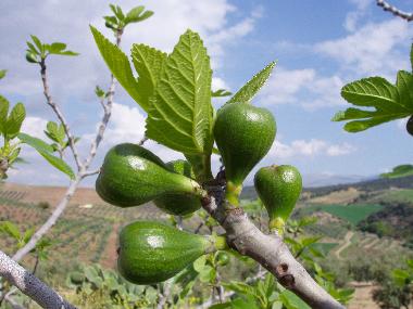Ferienhaus in Villanueva de Tapia (Mlaga) oder Ferienwohnung oder Ferienhaus