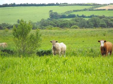 Ferienhaus in Lusmagh, Banagher (Offaly) oder Ferienwohnung oder Ferienhaus