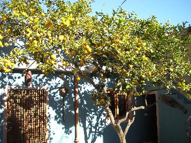 Schloss / Burg in art� (Mallorca) oder Ferienwohnung oder Ferienhaus