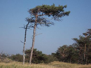 Windfl�chter am Weststrand