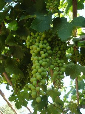 Chalet in Cefalu (Palermo) oder Ferienwohnung oder Ferienhaus