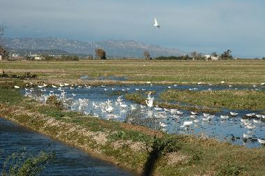 Ferienwohnung in L'Ampolla (Tarragona) oder Ferienwohnung oder Ferienhaus