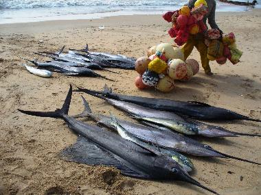 bringen die Fischer ihren Espandon-Fang an Land
