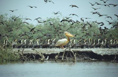 Lagune von Somone mit ihrem Vogelreichtum