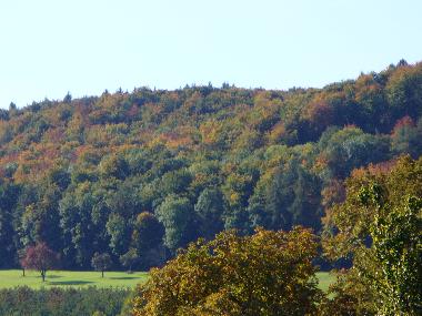 Wald vom Haus aus