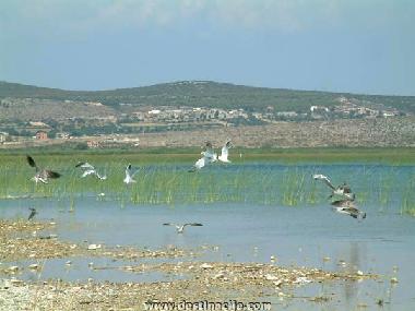 Pension in Sv. Filip i Jakov (Zadarska) oder Ferienwohnung oder Ferienhaus